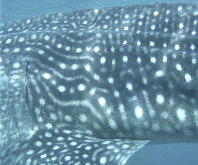 f8e29ba7-200b-445d-a226-b18b29d98624