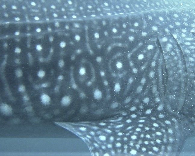 f8e29ba7-200b-445d-a226-b18b29d98624