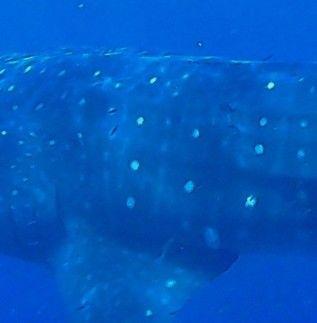 97558823-4647-4399-85e6-b7165e9de4b3