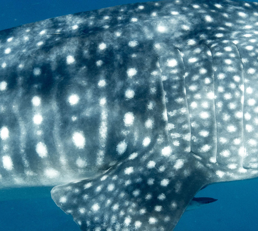 1781226c-ba59-4d5c-ad3a-de4cdcb54cf1