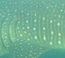 08dc86fc-12b5-478f-8385-274775a8630c