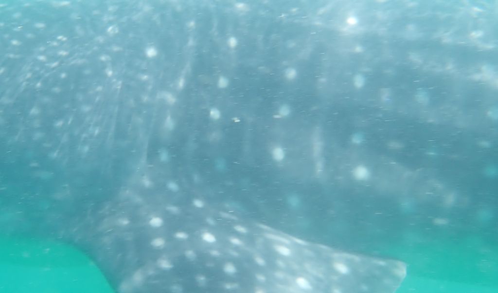 57c65923-73e0-4fb1-8c40-84686a8e3ea1