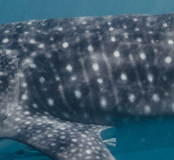 ee2b09ce-641a-4639-b39c-62b0fcdcb28f