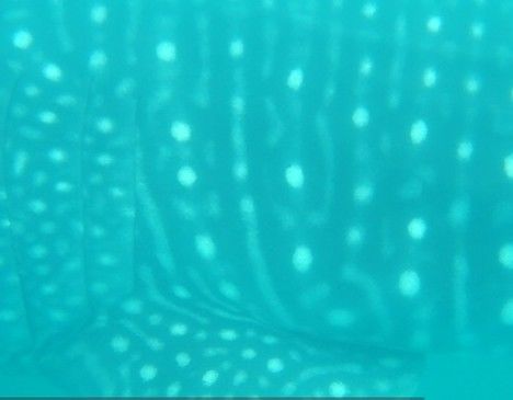 e9556ceb-57b6-4d0c-a9c6-9b6391a33863