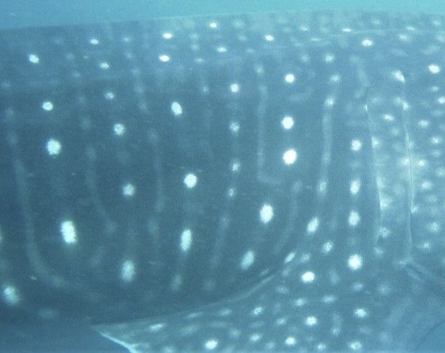 64ff96dc-9696-443d-b0b2-007ae6c34ea3