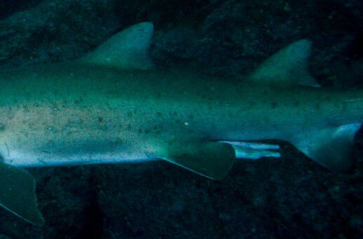 f97393cb-87e0-4bc8-88f6-e50524df9b99