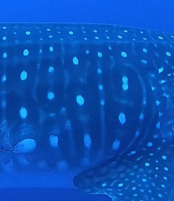 c261dc77-c6bd-4ec7-a460-53e7237f4084