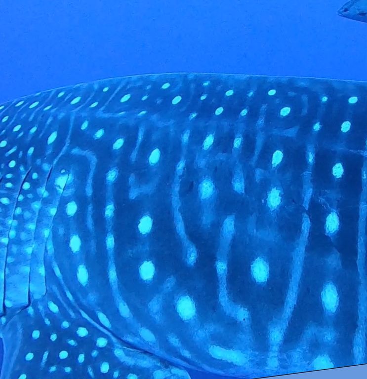 c261dc77-c6bd-4ec7-a460-53e7237f4084