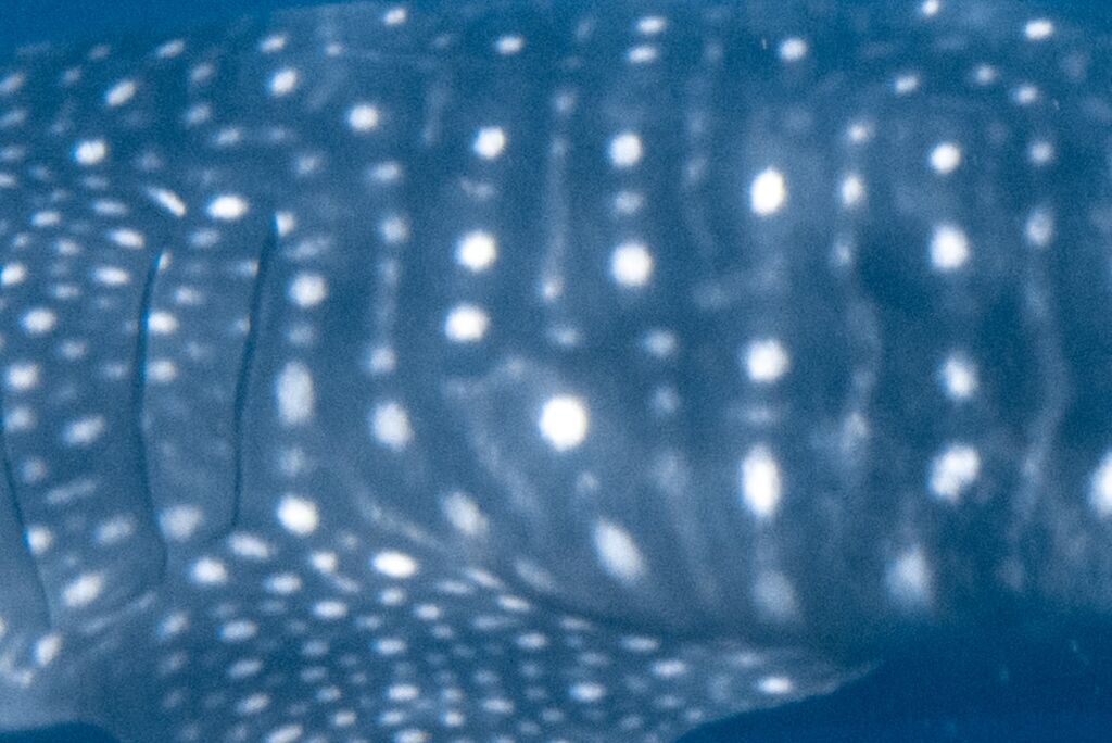 f82e55bd-f316-4601-a9ba-02c260fd02ac