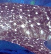 372ed779-03fe-44c1-95ec-a9266f4fb523