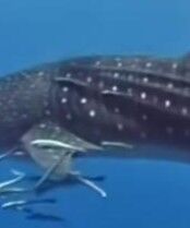 3ee60305-84bc-4b13-adf3-e474292e3ed2