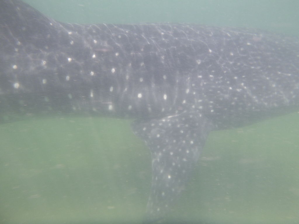 2e6cd94e-191c-4c5c-821b-55804df18e6b