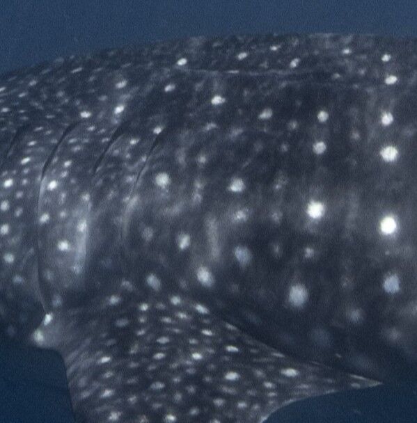 3689345d-781e-43aa-ad30-15713a4b6a3c