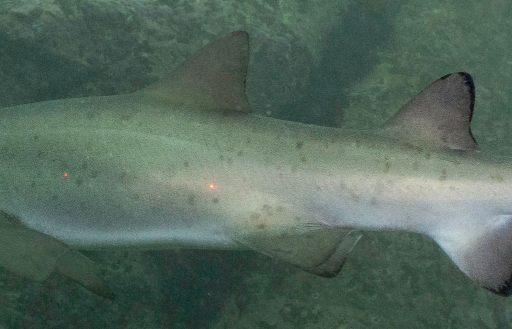 1bfccfbe-b46c-4ae7-a50b-4b15747b076c