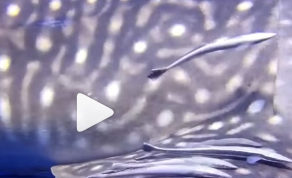 5581d2df-9219-4653-aa9f-d6fa82c3f598