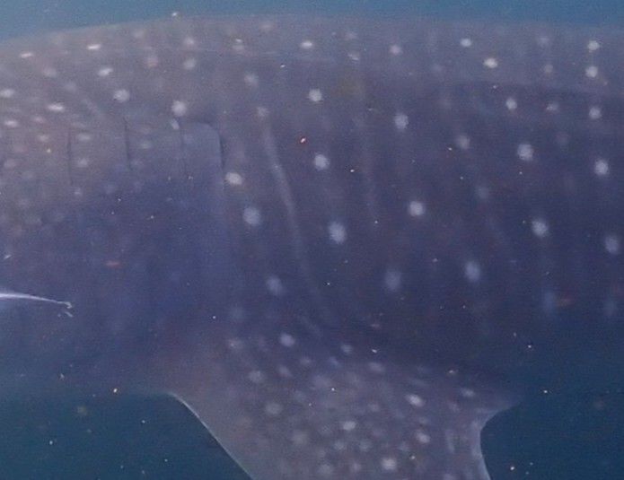 e17f7638-e81b-4b0b-8a5a-457273b1f7c0