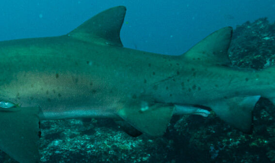 4e313586-b873-485c-b05d-66942e8c1149