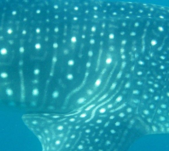 ff529d50-be77-4e65-9ed4-5c96898cd4ca