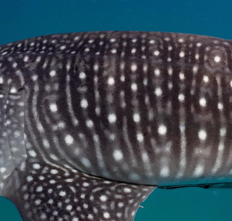 722cd888-8464-46d8-b383-8dbc69444175