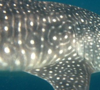 a20fedc7-a292-418f-b332-628ac6a2a52d