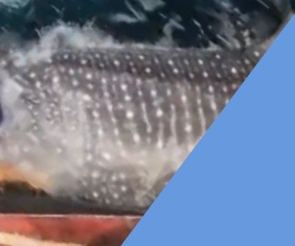 ee5c2772-2ba8-4831-a450-344f685ad3e4