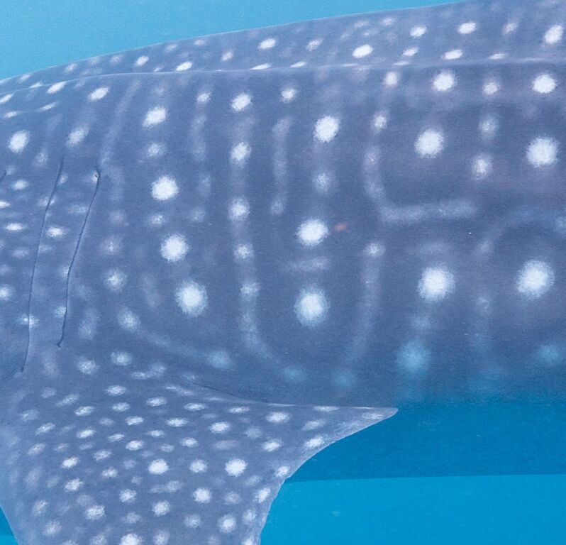 1146f6c2-3193-44fd-9ee1-a01ae83d76e1