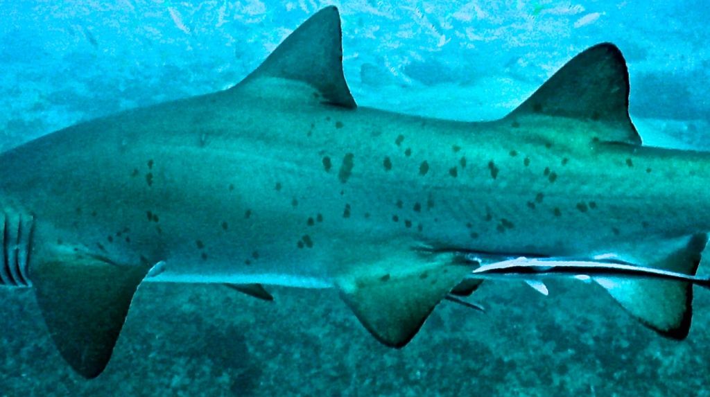 104c7345-a4aa-4a65-9c45-cb3a64cea0a9