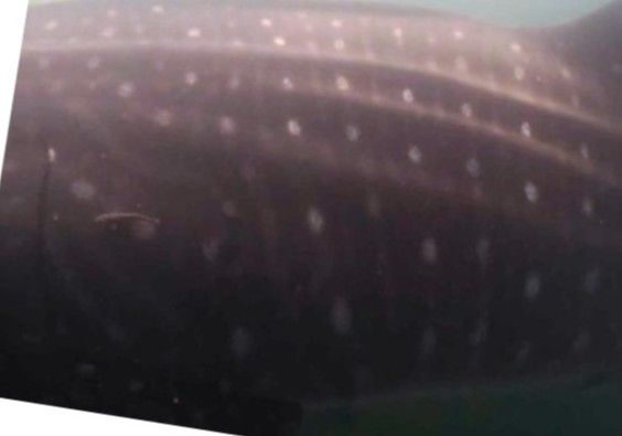 2c1a4adb-7719-4f7e-ac76-1a1273ac58cf