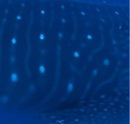 ff96f59b-19f6-4990-80b7-aecd9135ebea