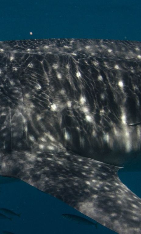 a2683999-0dce-4452-95e6-4105257f608b