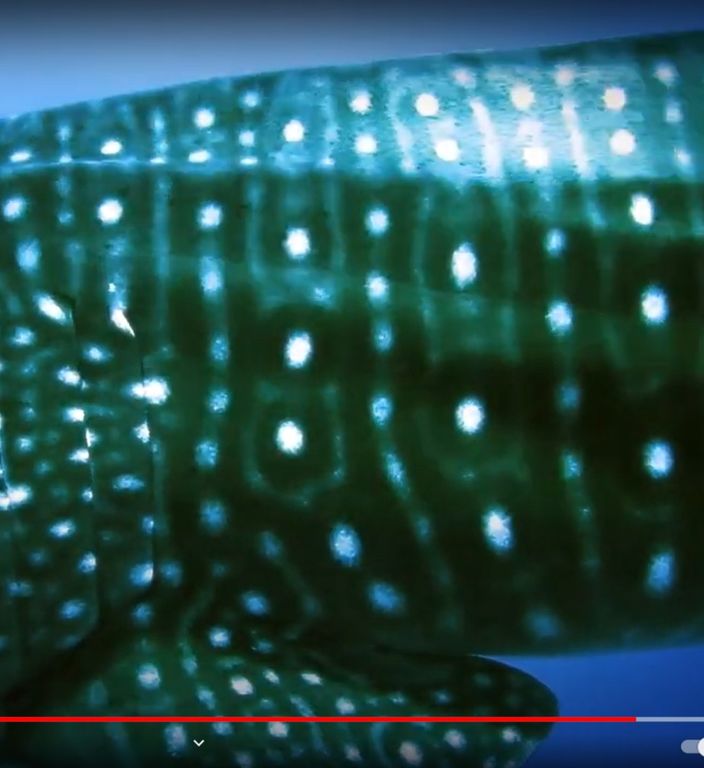 8ae24598-b8c3-41cf-9389-2aae68f6d425