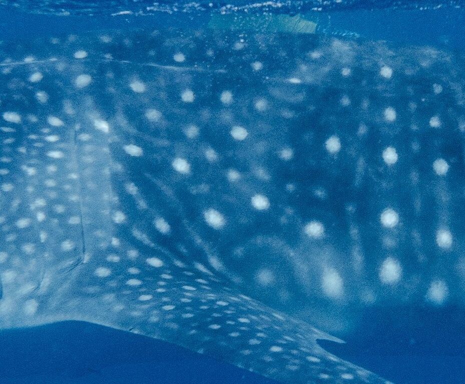 ec980c4f-71b4-4fb3-9a2b-0f6f54723e03