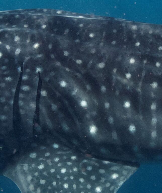 2bcddea7-b335-4efc-bd31-342e105e9a20