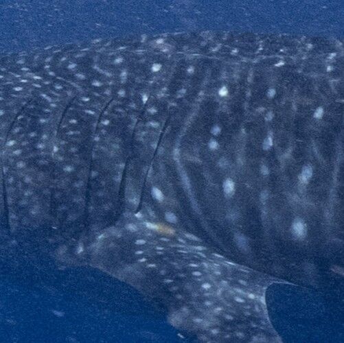 e247e651-b738-48ef-950b-e2f2a38fc862