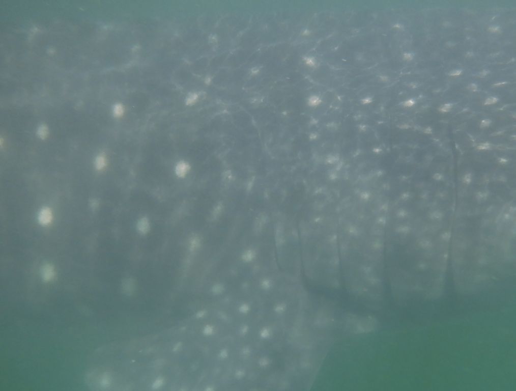 6429417e-9a81-47de-8571-9e9ff8a2dbc6