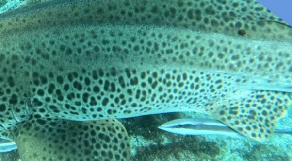 06e18980-f7f0-4b6d-9a3a-bd886e7a7ba6