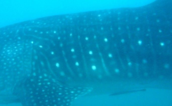 a76a8897-1880-493e-ba0c-3c1decc05158