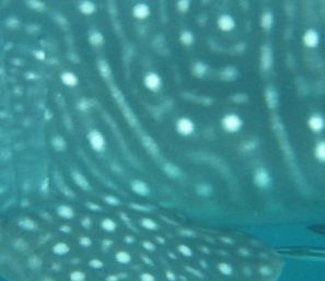 5dae9d0c-f70d-452e-af1d-06c27ece8a49