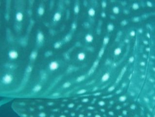 5dae9d0c-f70d-452e-af1d-06c27ece8a49