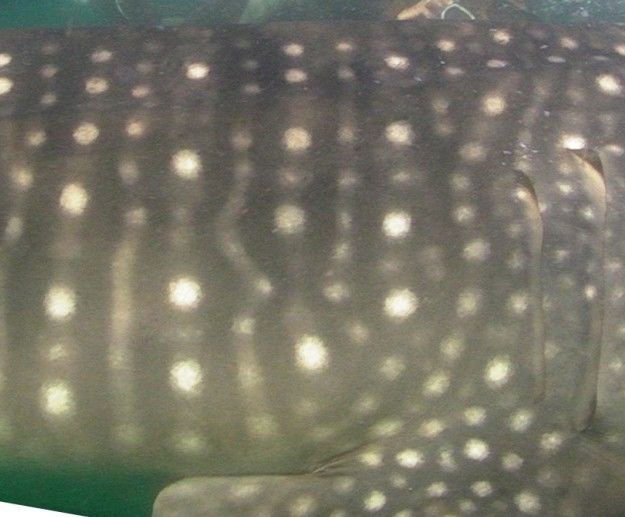 ea131e83-f7ab-4d1f-887e-ef1c23ef256b