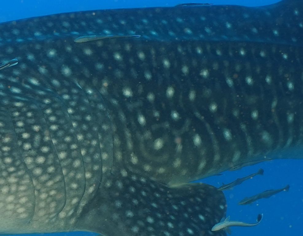 162578c2-eca9-4873-83be-1bb5f12f2a73