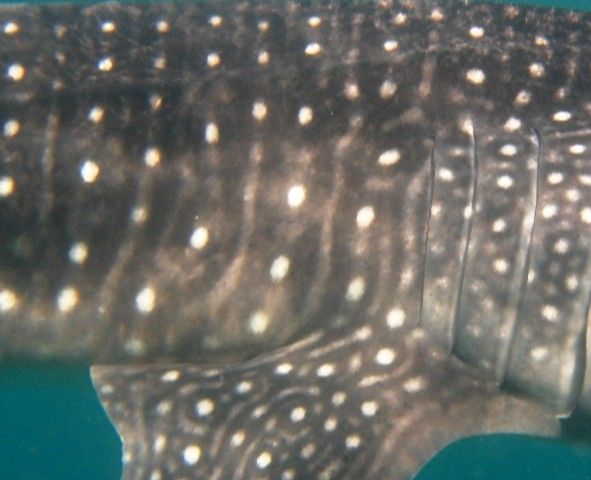 5136bb25-8c0d-4c11-8ecd-71934a606d68