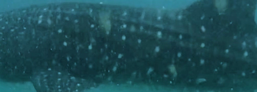 a4fc8651-b032-49d0-9fa3-264eaad98992