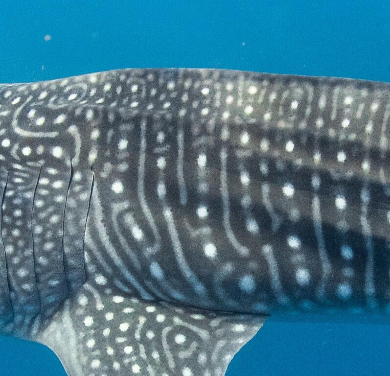 51dbca4c-6c09-47d7-b1a5-0a0e160e90af