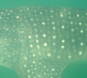 30e110ce-7d68-4827-aad3-fd5b77c3dff4