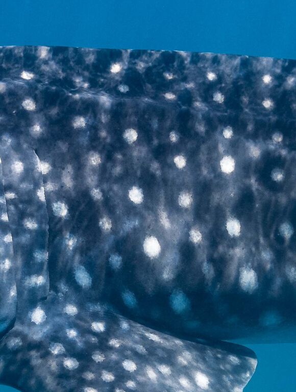 952fc823-6de4-46a2-a1b7-90334bd733c2