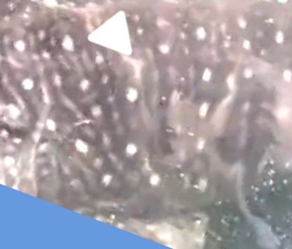 1a52b4dc-1b05-4491-81a6-61ffc12569a0