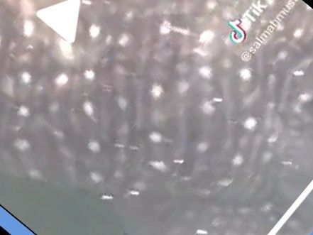 1a52b4dc-1b05-4491-81a6-61ffc12569a0