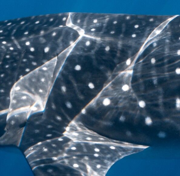 e0d1cc74-13e2-4d2a-8a40-7b16917fd55d