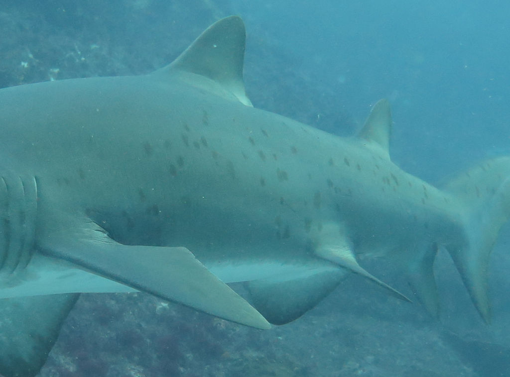 9c514a9e-3730-4e55-8a83-84dc1fbf20e5